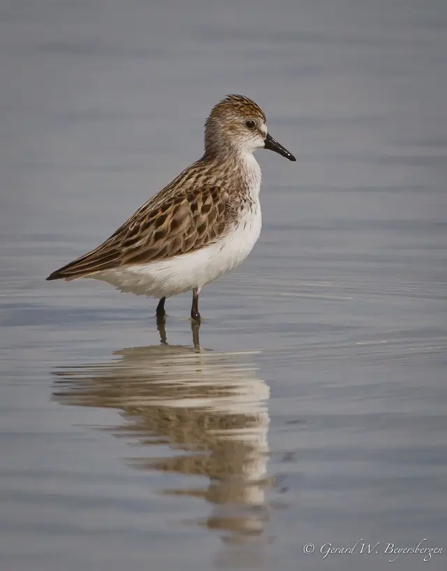 Semipalmated Sandpiper at Chaplin Lake