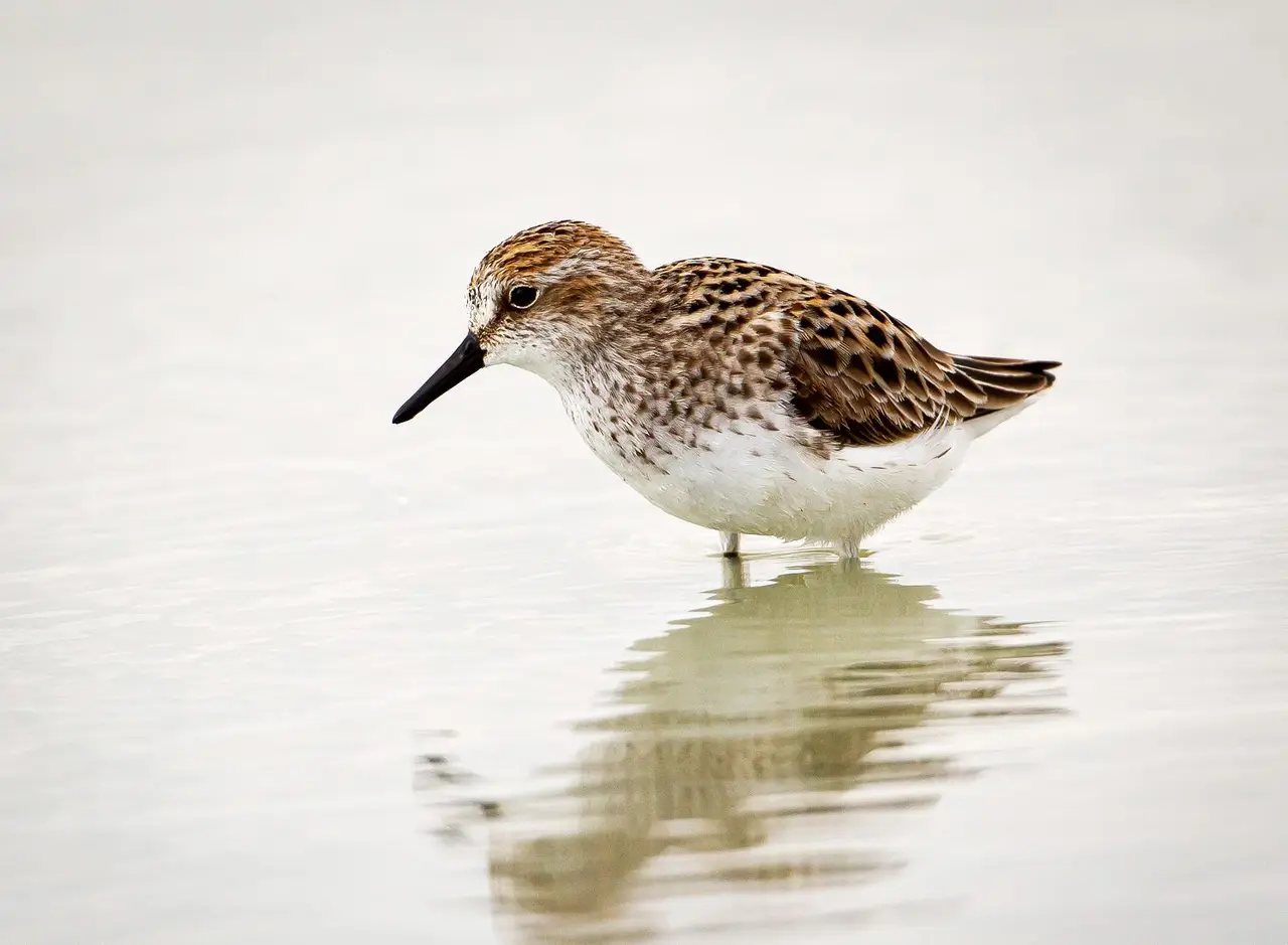 Semipalmated Sandpiper feeding at Chaplin Lake, 2013